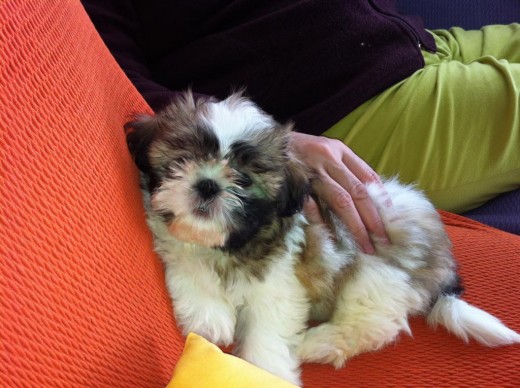 POPI